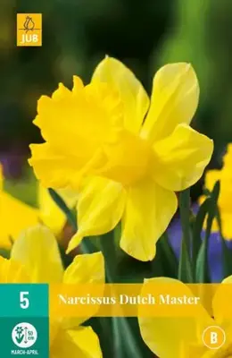 Narcissus Dutch Master 5 narcisbollen - afbeelding 2