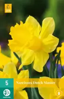 Narcissus Dutch Master 5 narcisbollen - afbeelding 1