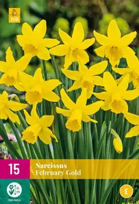 Narcissus February Gold 15 narcisbollen - afbeelding 1