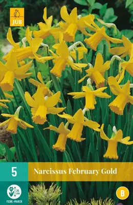 Narcissus February Gold 5 narcisbollen - afbeelding 1