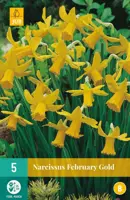 Narcissus February Gold 5 narcisbollen - afbeelding 1