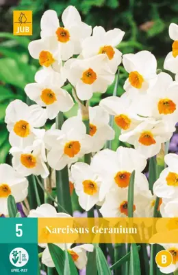 Narcissus Geranium 5 narcisbollen - afbeelding 1