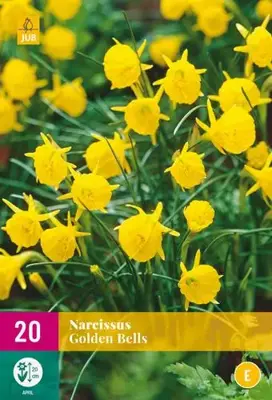 Narcissus Golden Bells 20 narcisbollen - afbeelding 2