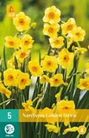 Narcissus Golden Dawn 5 narcisbollen