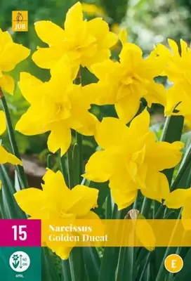 Narcissus Golden Ducat 15 narcisbollen - afbeelding 2