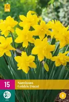 Narcissus Golden Ducat 15 narcisbollen - afbeelding 1