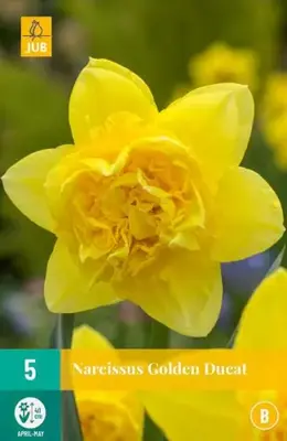 Narcissus Golden Ducat 5 narcisbollen - afbeelding 2