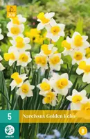 Narcissus Golden Echo 5 narcisbollen - afbeelding 1