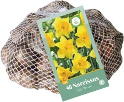 Narcissus grootkronig geel 40 narcisbollen - afbeelding 2