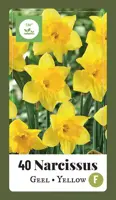 Narcissus grootkronig geel 40 narcisbollen