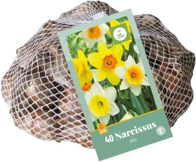 Narcissus grootkronig mix 40 narcisbollen - afbeelding 2