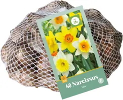 Narcissus grootkronig mix 40 narcisbollen - afbeelding 2