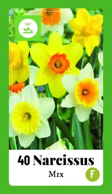 Narcissus grootkronig mix 40 narcisbollen - afbeelding 1