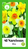 Narcissus grootkronig mix 40 narcisbollen - afbeelding 1