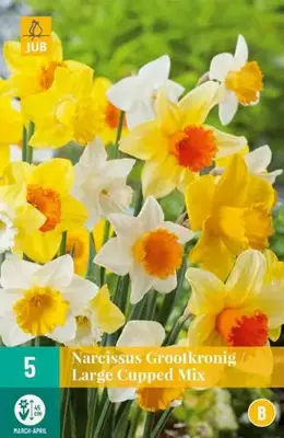 Narcissus Grootkronig mix 5 narcisbollen - afbeelding 2