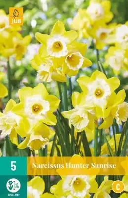 Narcissus Hunter Sunrise 5 narcisbollen - afbeelding 1