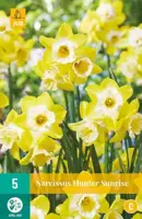 Narcissus Hunter Sunrise 5 narcisbollen - afbeelding 1