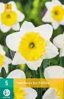 Narcissus Ice Follies 5 narcisbollen - afbeelding 2
