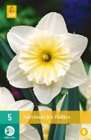 Narcissus Ice Follies 5 narcisbollen - afbeelding 1