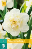 Narcissus Ice King 5 narcisbollen - afbeelding 1
