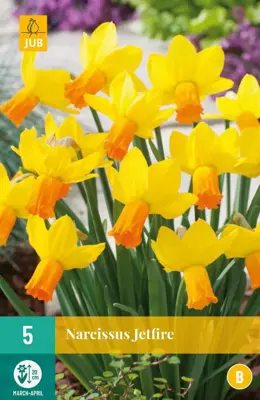 Narcissus Jetfire 5 narcisbollen - afbeelding 1