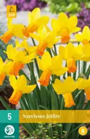 Narcissus Jetfire 5 narcisbollen - afbeelding 1