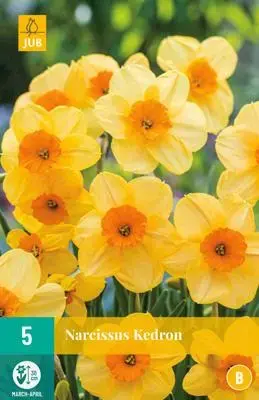 Narcissus Kedron 5 stuks - afbeelding 1
