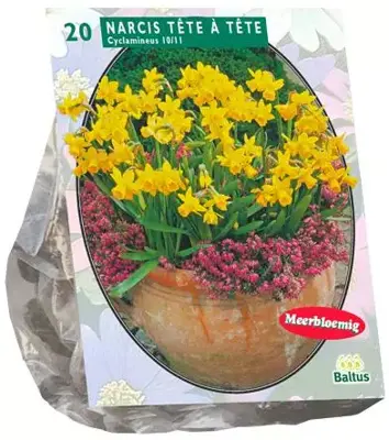 Narcissus mini tete a tete 20 stuks - afbeelding 1