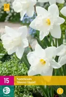 Narcissus Mount Hood 15 stuks - afbeelding 1