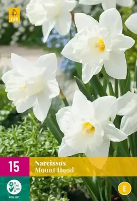 Narcissus Mount Hood 15 stuks - afbeelding 2