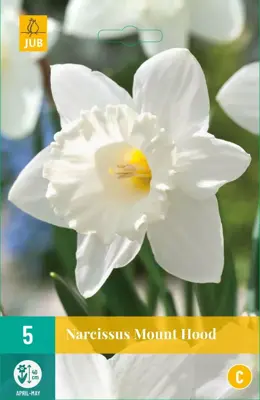 Narcissus Mount Hood 5 narcisbollen - afbeelding 1