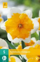 Narcissus Orangery 5 narcisbollen - afbeelding 1