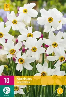 Narcissus recurvus 10 narcisbollen - afbeelding 1