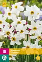 Narcissus recurvus 10 narcisbollen - afbeelding 1