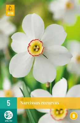 Narcissus Recurvus 5 narcisbollen - afbeelding 1