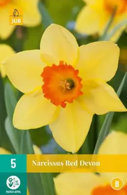 Narcissus Red Devon 5 narcisbollen - afbeelding 2