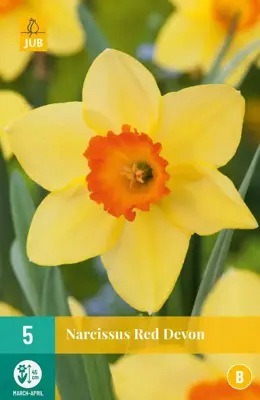 Narcissus Red Devon 5 narcisbollen - afbeelding 1
