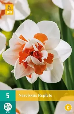 Narcissus Replete 5 stuks - afbeelding 2