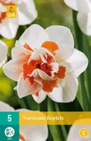 Narcissus Replete 5 stuks - afbeelding 2