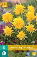 Narcissus Rip van Winkle 5 narcisbollen - afbeelding 1