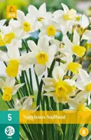 Narcissus Sailboat 5 narcisbollen - afbeelding 1