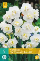 Narcissus Sir Winston Churchill 5 narcisbollen