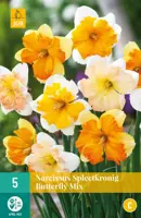 Narcissus Spleetkronig mix 5 narcisbollen - afbeelding 1