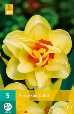 Narcissus Tahiti 5 narcisbollen - afbeelding 2