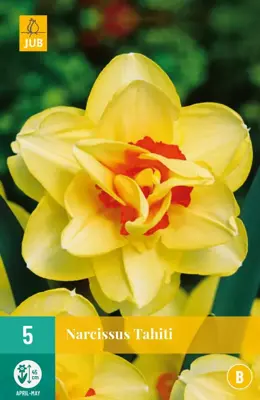 Narcissus Tahiti 5 narcisbollen - afbeelding 1