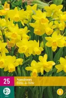 Narcissus Tête-à-Tête 25 narcisbollen - afbeelding 2
