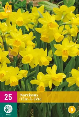 Narcissus Tête-à-Tête 25 narcisbollen - afbeelding 1