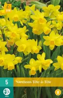 Narcissus Tête-à-Tête 5 narcisbollen - afbeelding 1