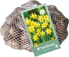 Narcissus Tête-à-Tête 50 narcisbollen - afbeelding 3