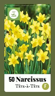 Narcissus Tête-à-Tête 50 narcisbollen - afbeelding 2